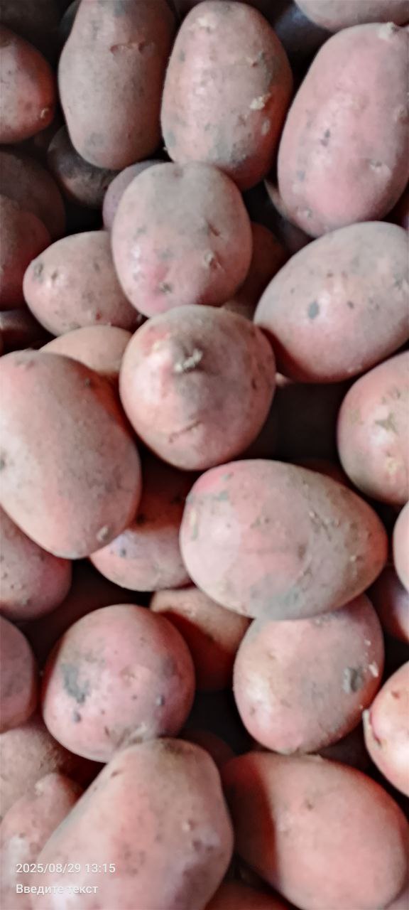 Продажа овощей и фруктов - Для дома и дачи в Тюмень - фото 5