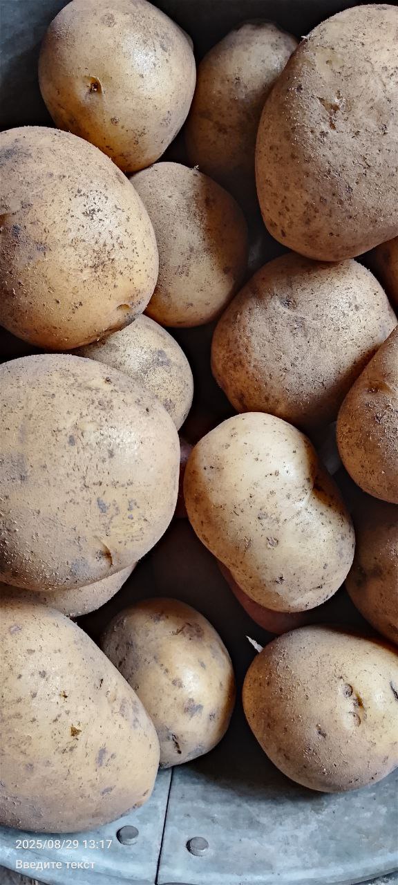 Продажа овощей и фруктов - Для дома и дачи в Тюмень - фото 6