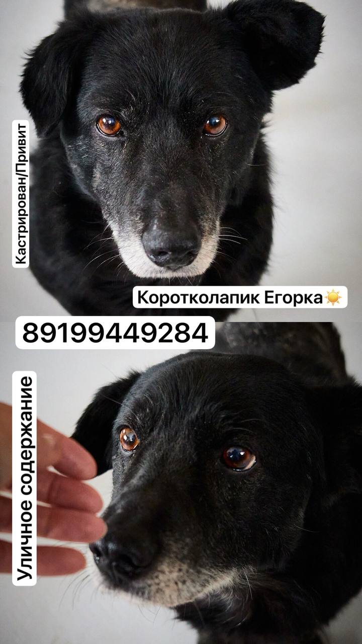 Собака из приюта - Животные в Тюмень