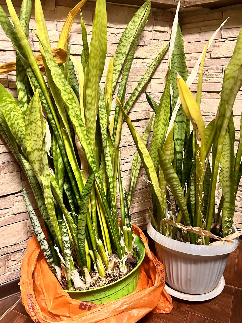 Отдам бесплатно сансевиерии - частное объявление в Люберцы, Некрасовка
