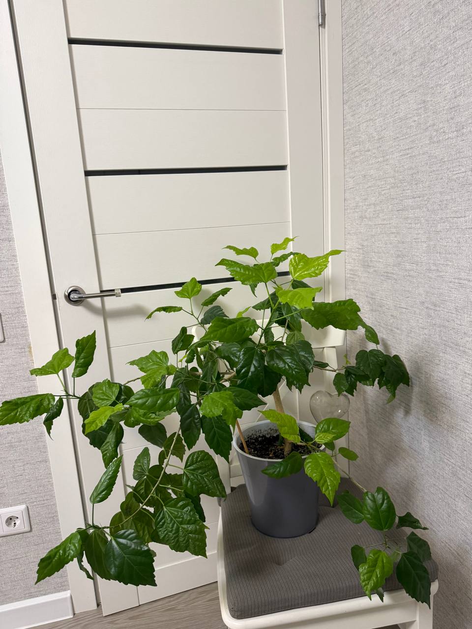 Гибискус красные махровые цветы - Хобби и отдых в Люберцы