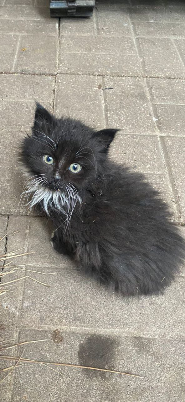 Ищу дом для девочки 2 месяца - Животные в Люберцы