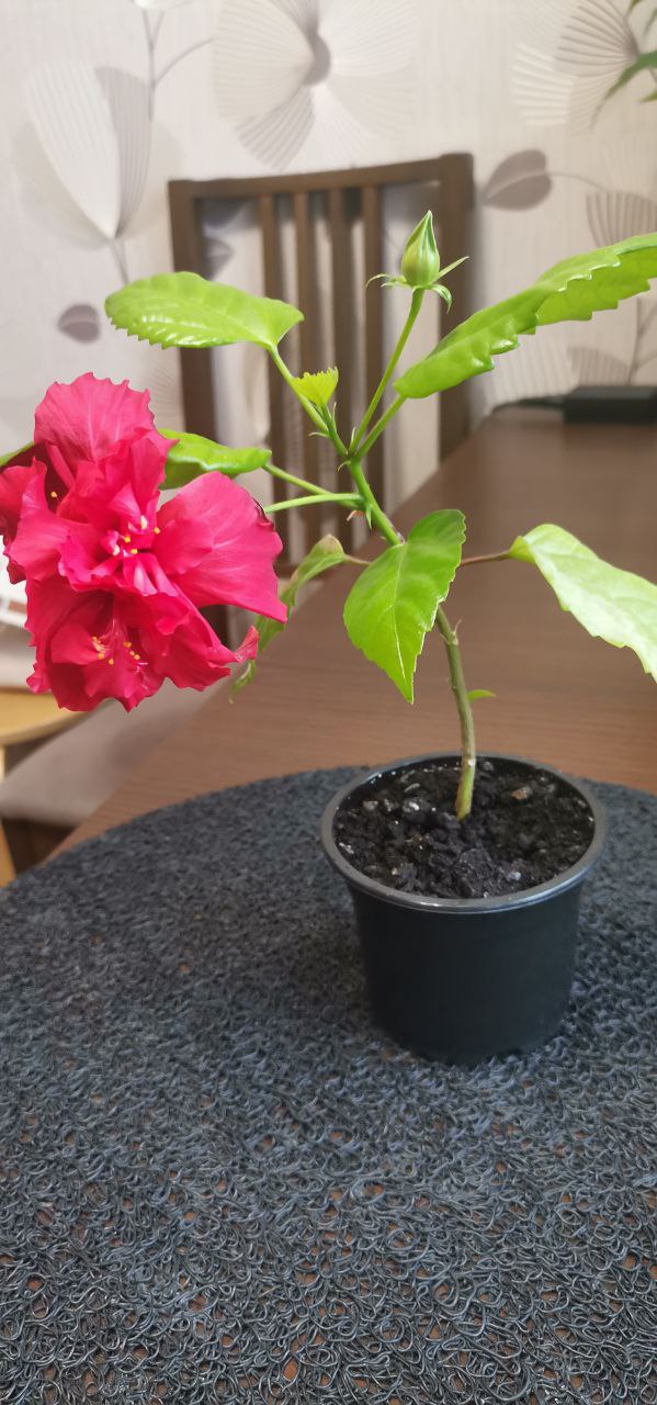 Гибискус - Хобби и отдых в Люберцы