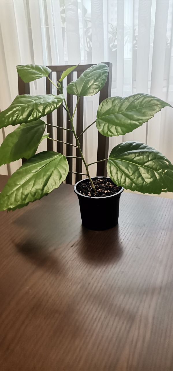 Гибискус - Хобби и отдых в Люберцы - фото 2