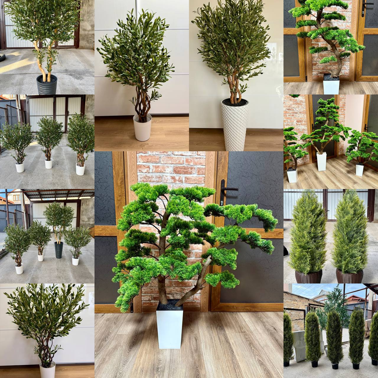 Премиальные растения для бизнеса - частное объявление в Севастополь