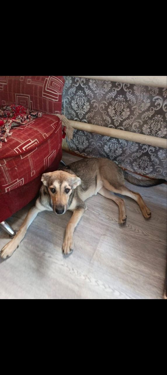 Барахолка объявления Орск - Хобби и отдых в Орск - фото 4