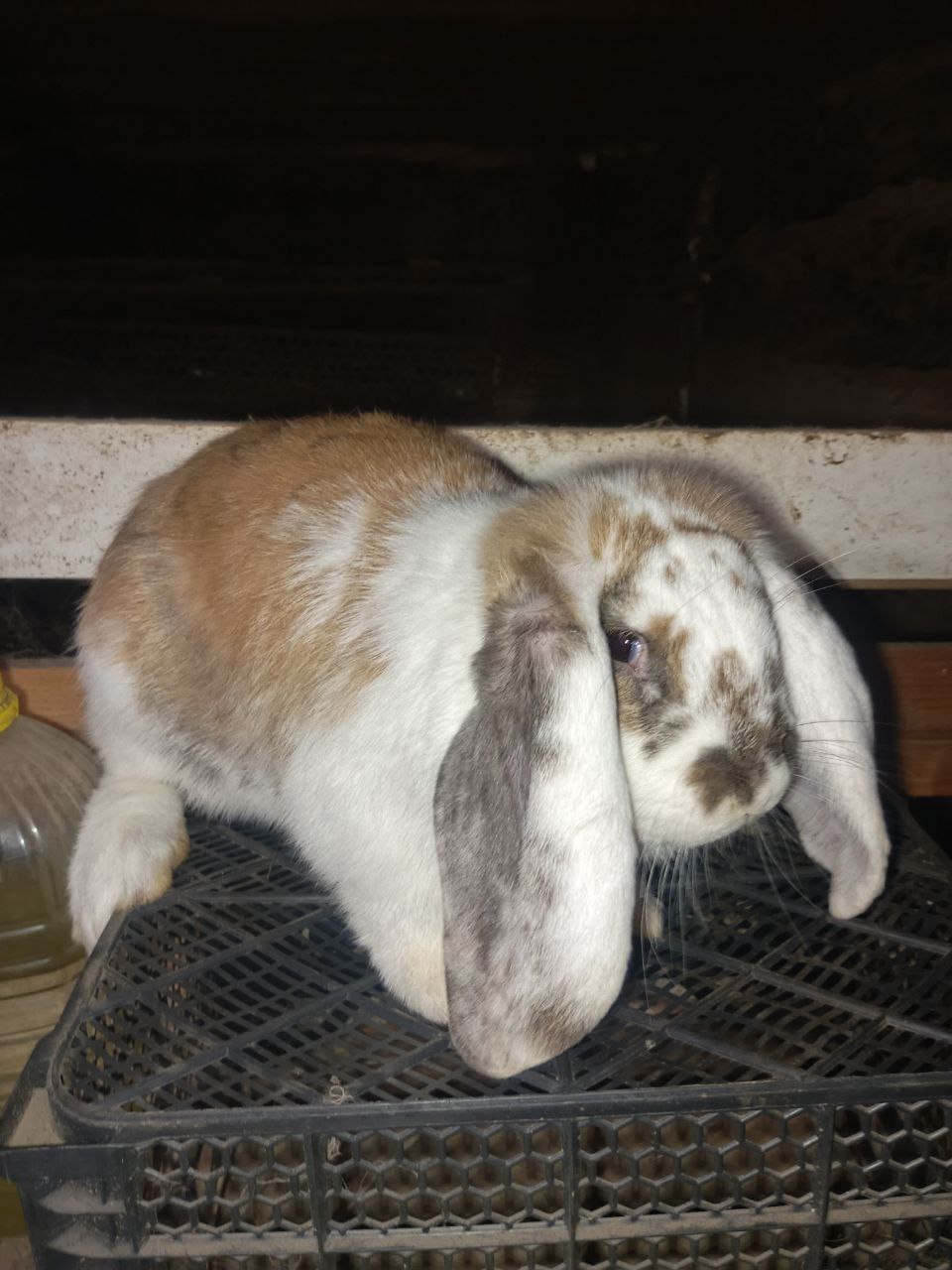 Продам кроликов - Животные в Орск