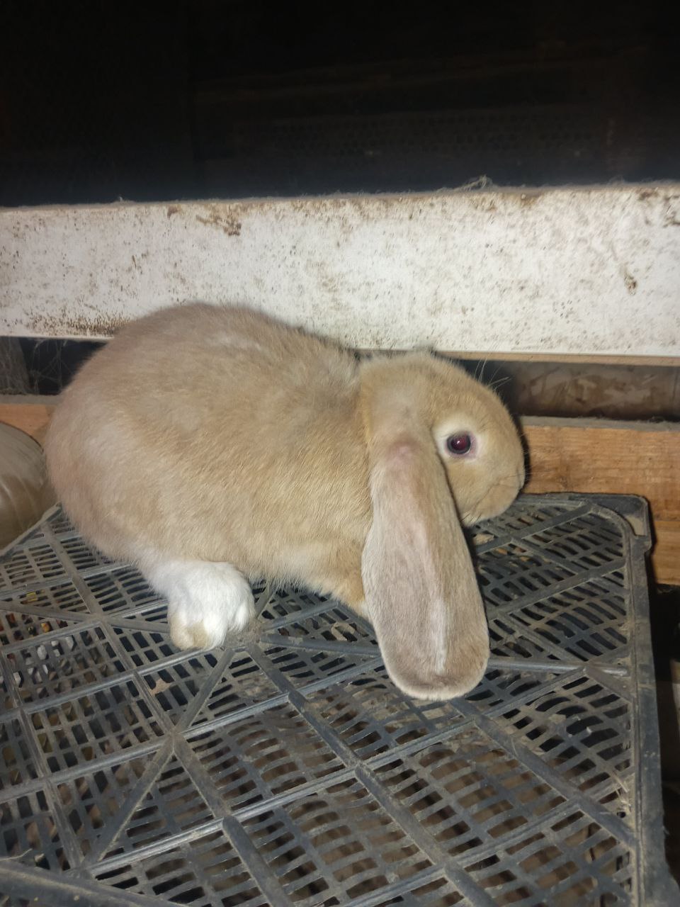 Продам кроликов - Животные в Орск - фото 2