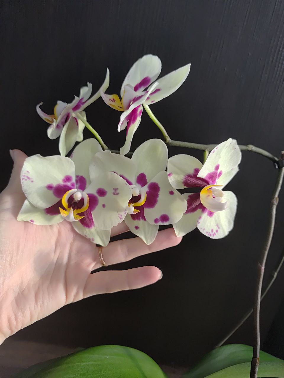 Орхидея Фаленопсис Amadora - Хобби и отдых в Москва