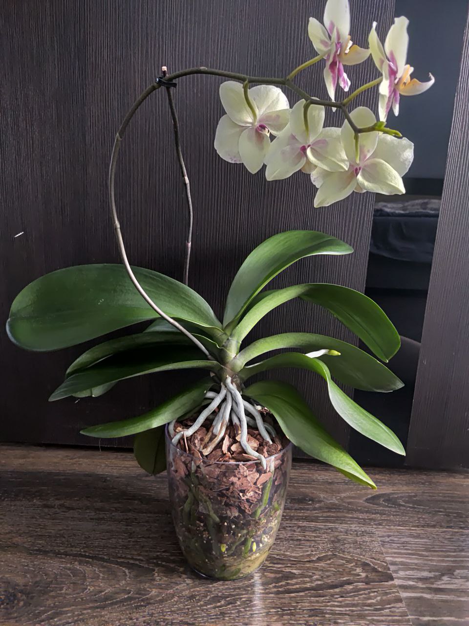 Орхидея Фаленопсис Amadora - Хобби и отдых в Москва - фото 2