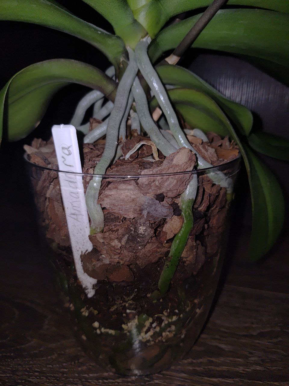 Орхидея Фаленопсис Amadora - Хобби и отдых в Москва - фото 3