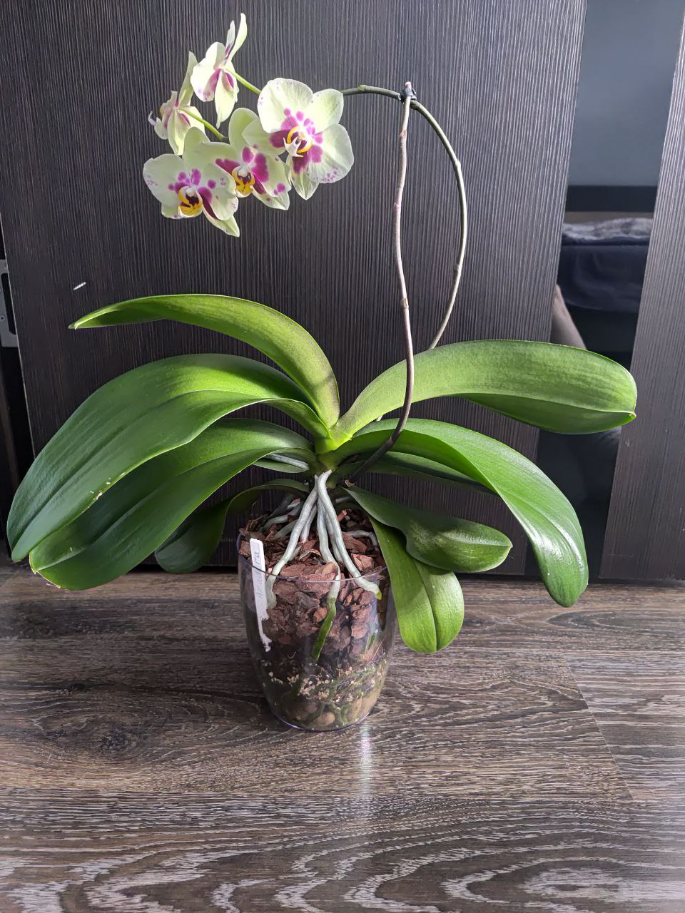 Орхидея Фаленопсис Amadora - Хобби и отдых в Москва - фото 4