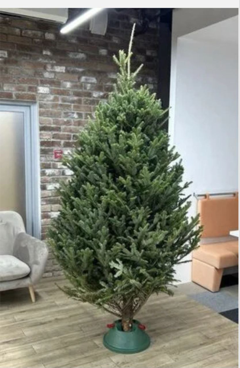 Живые ели и пихты - Хобби и отдых в Москва
