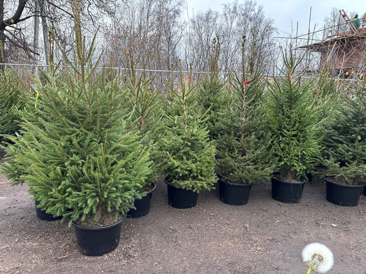 Живые ели и пихты - Хобби и отдых в Москва - фото 2