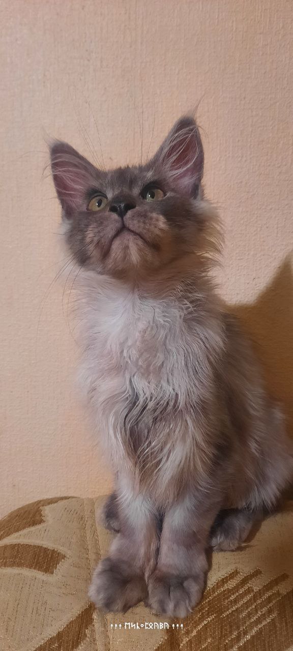 Котенок мальчик голубой дым - частное объявление в Набережные Челны