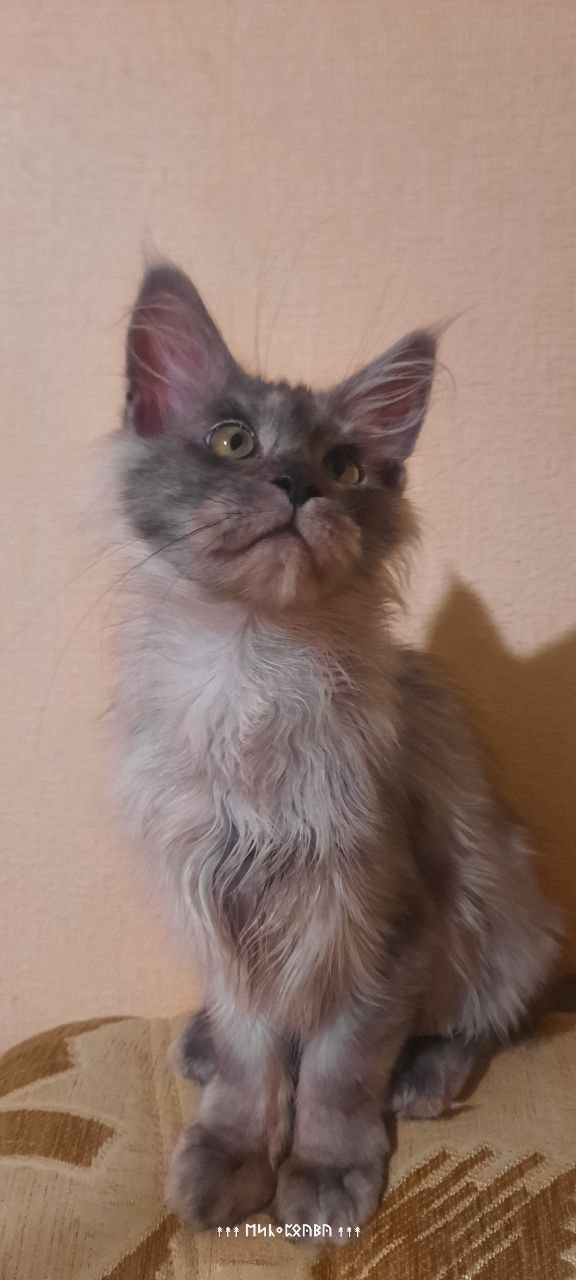 Котенок мальчик голубой дым - Животные в Набережные Челны - фото 2