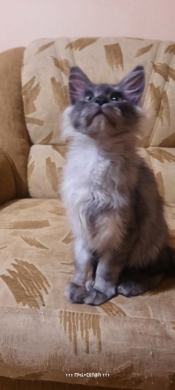 Котенок мальчик голубой дым - Животные в Набережные Челны - фото 3