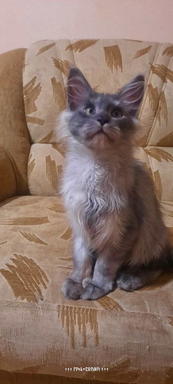 Котенок мальчик голубой дым - Животные в Набережные Челны - фото 4