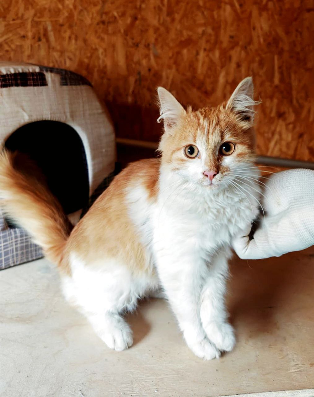 Кошечка Рыжуля ищет дом - частное объявление в Балашиха