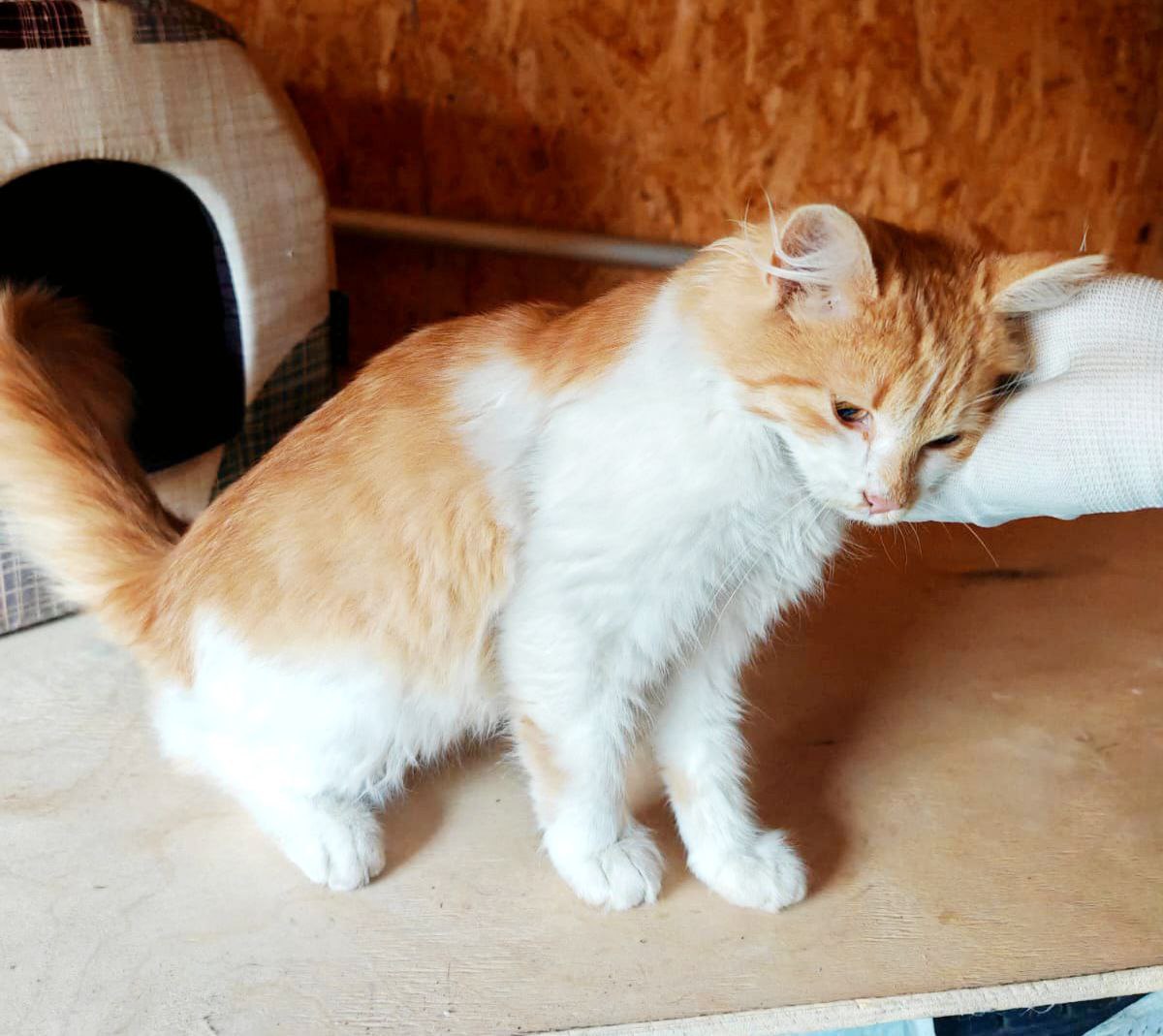 Кошечка Рыжуля ищет дом - Животные в Балашиха - фото 3