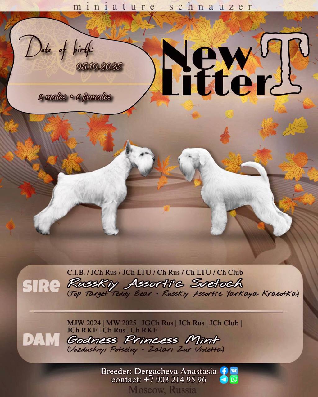 Щенки белого цвергшнауцера - частное объявление в Балашиха