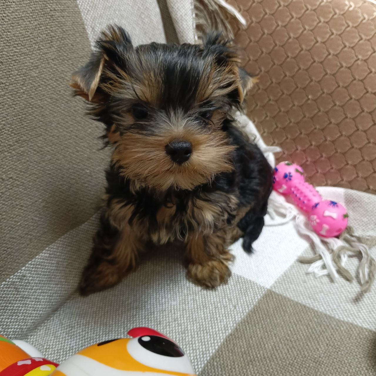 Щенок йоркширского терьера - Животные в Балашиха - фото 2