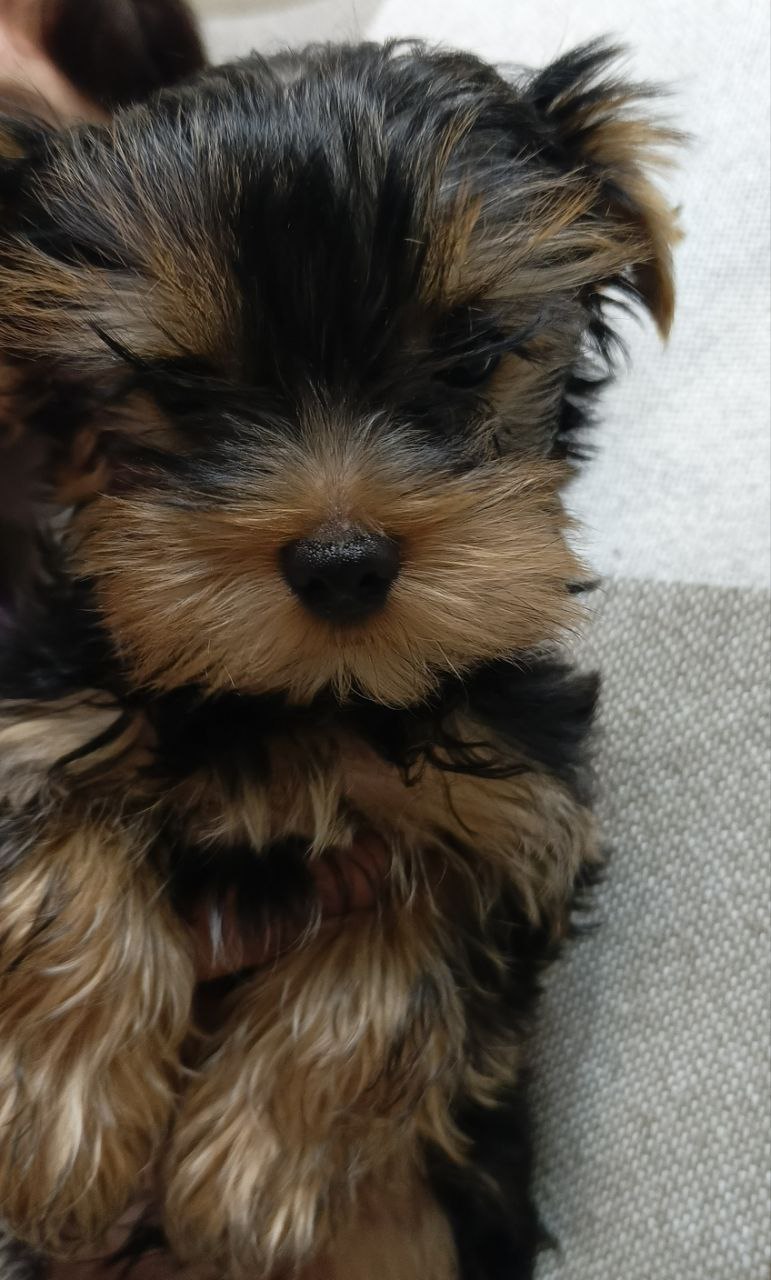 Щенок йоркширского терьера - Животные в Балашиха - фото 3