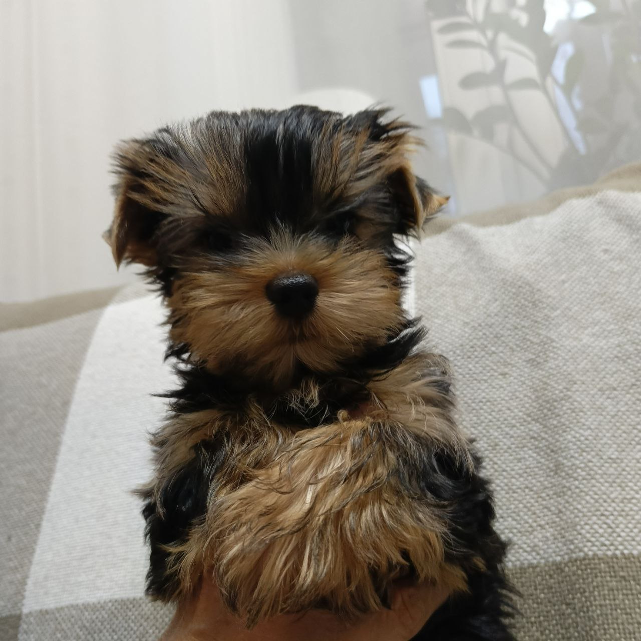 Щенок йоркширского терьера - Животные в Балашиха - фото 4