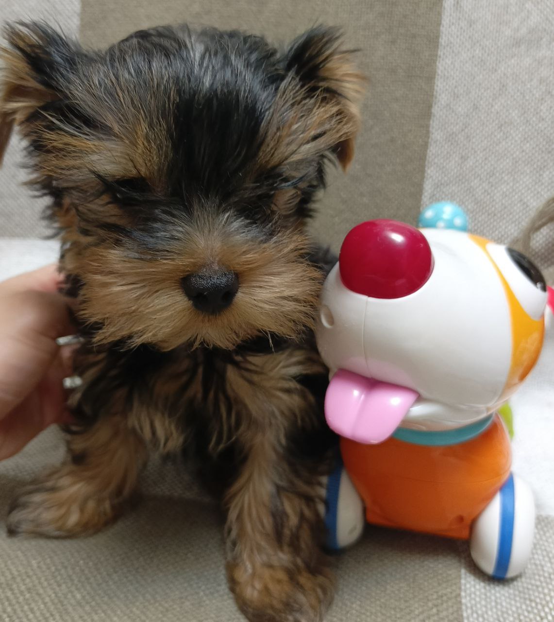 Щенок йоркширского терьера - Животные в Балашиха - фото 5