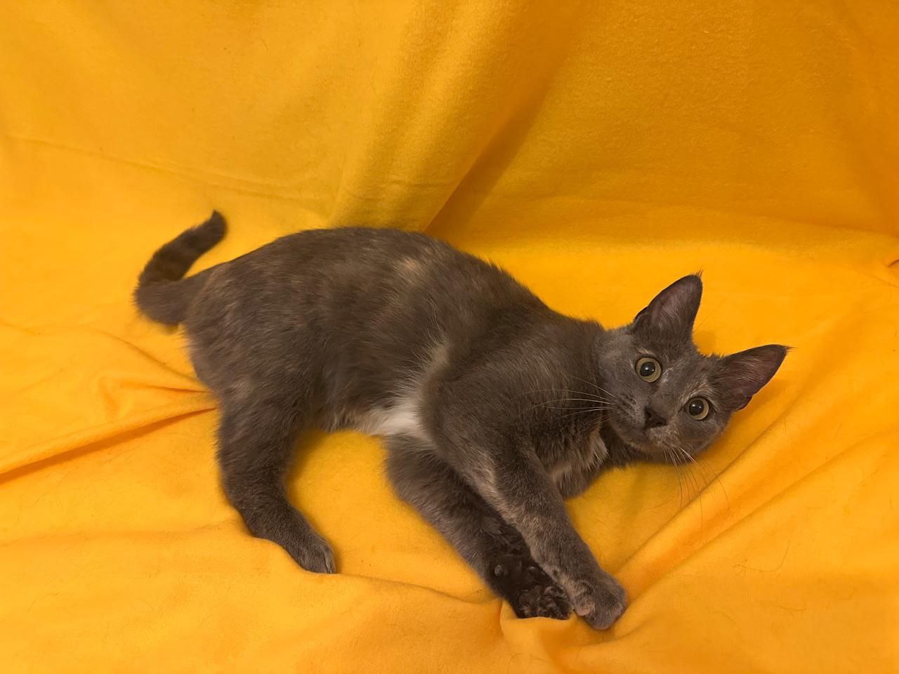 Бэлла ищет семью - частное объявление в Мытищи, Королёв