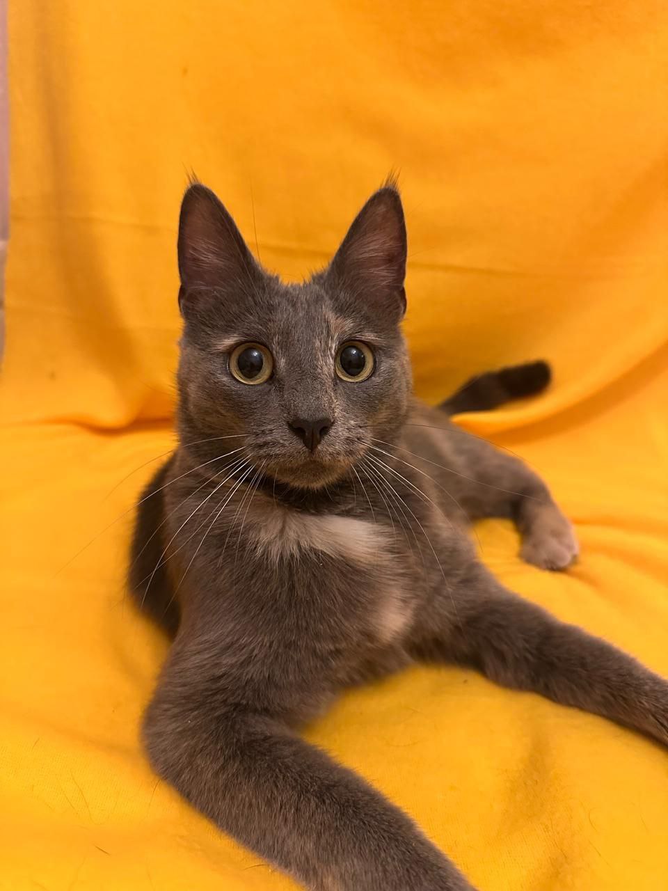 Бэлла ищет семью - Животные в Мытищи, Королёв - фото 3