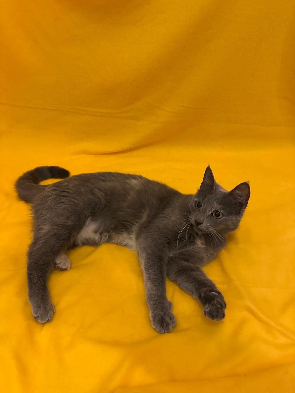 Бэлла ищет семью - Животные в Мытищи, Королёв - фото 4