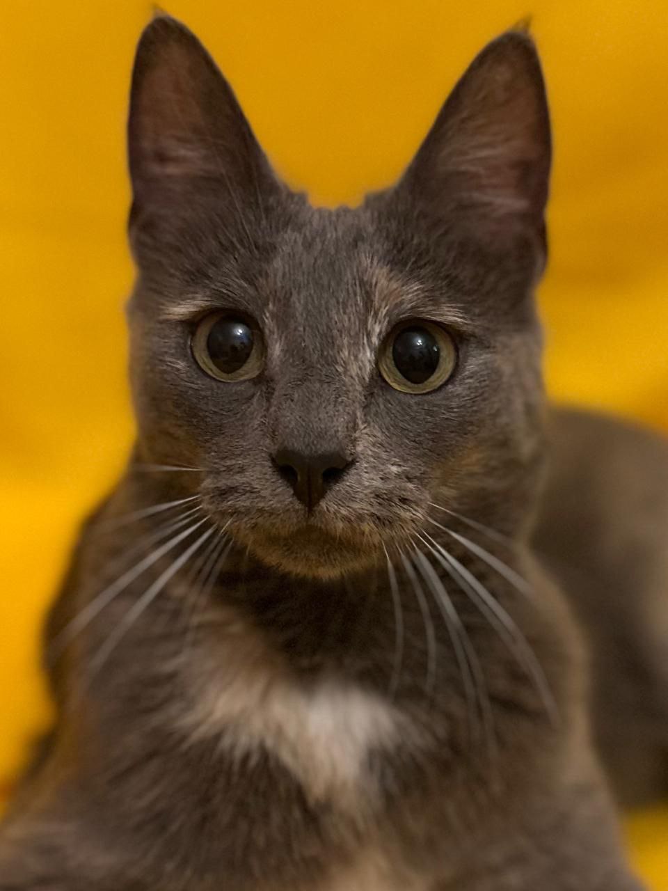 Бэлла ищет семью - Животные в Мытищи, Королёв - фото 5