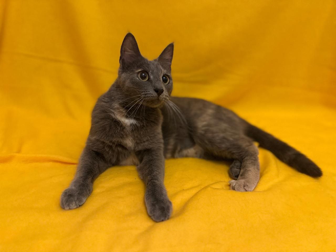 Бэлла ищет семью - Животные в Мытищи, Королёв - фото 6