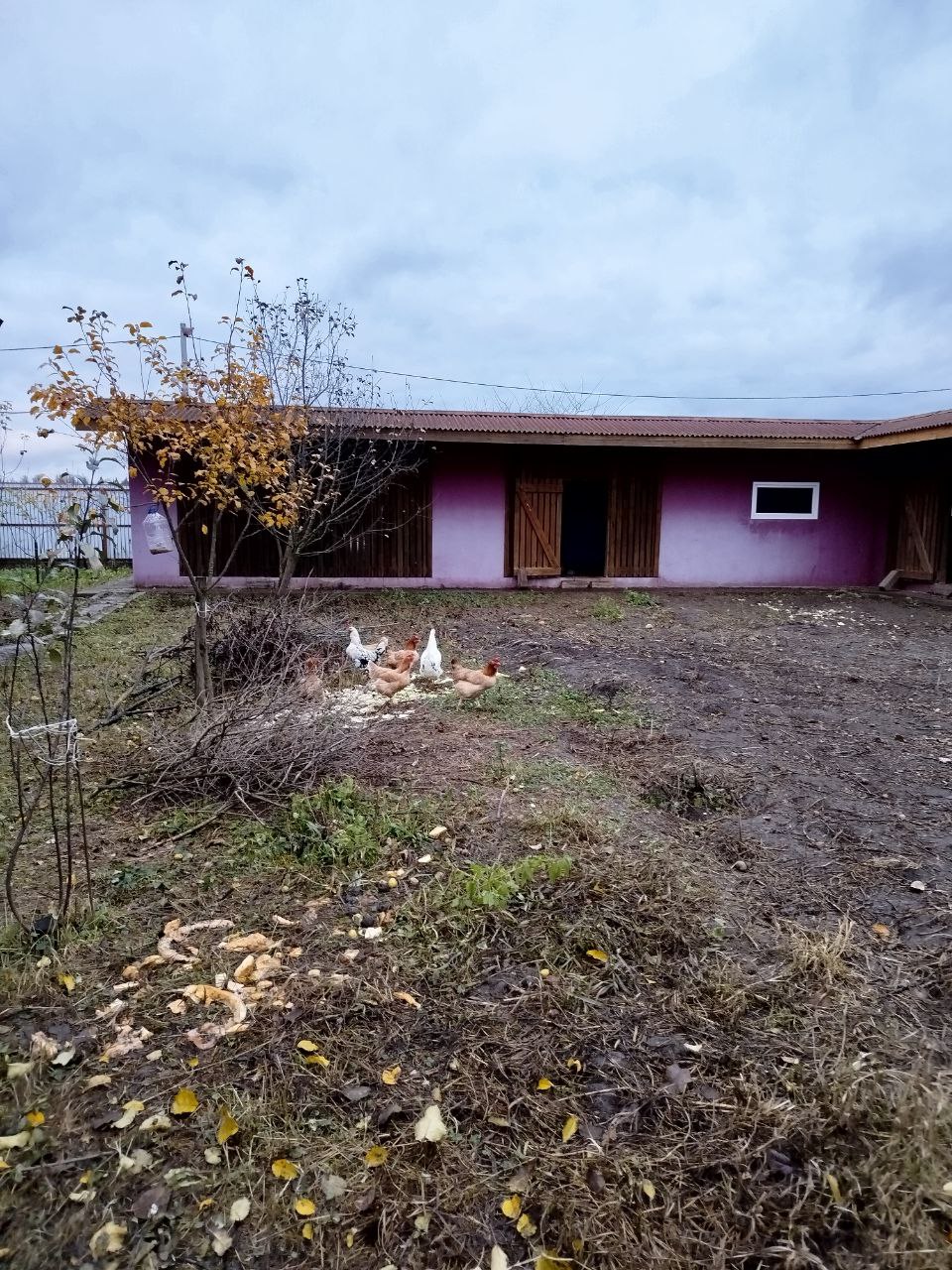 Продажа петухов и кур - Животные в Мытищи