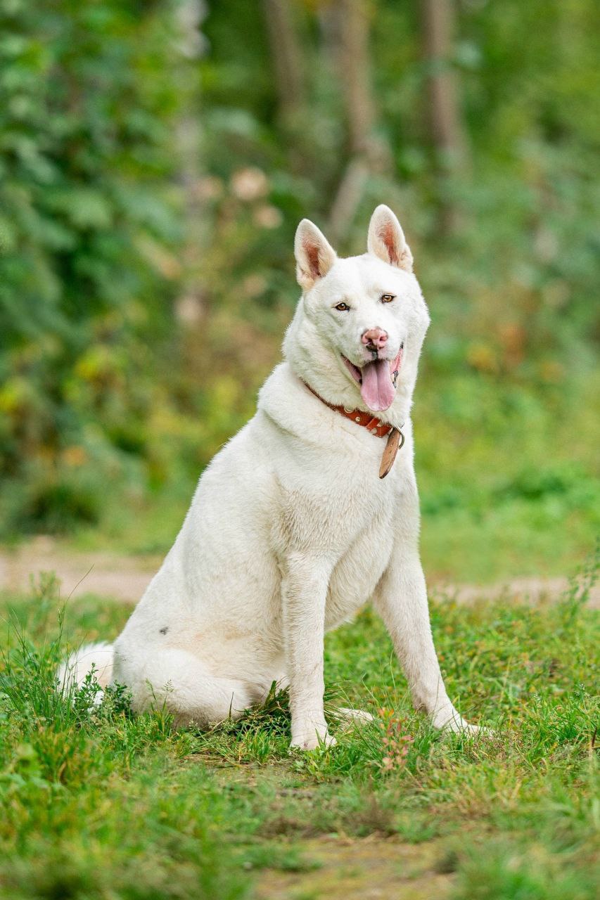 Алмаз - пёс необыкновенной красоты - Животные в Мытищи