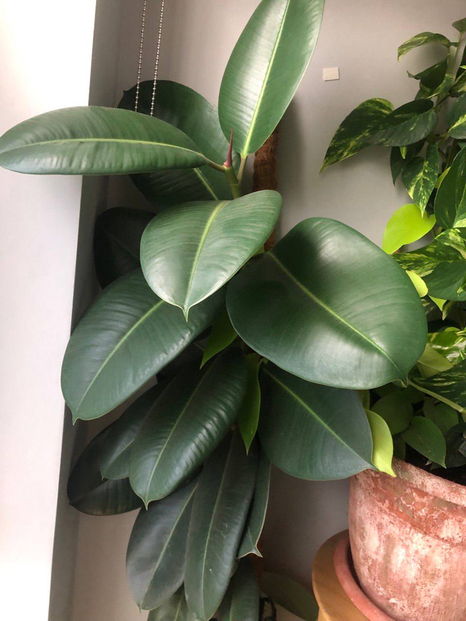 Фикус - Для дома и дачи в Тольятти