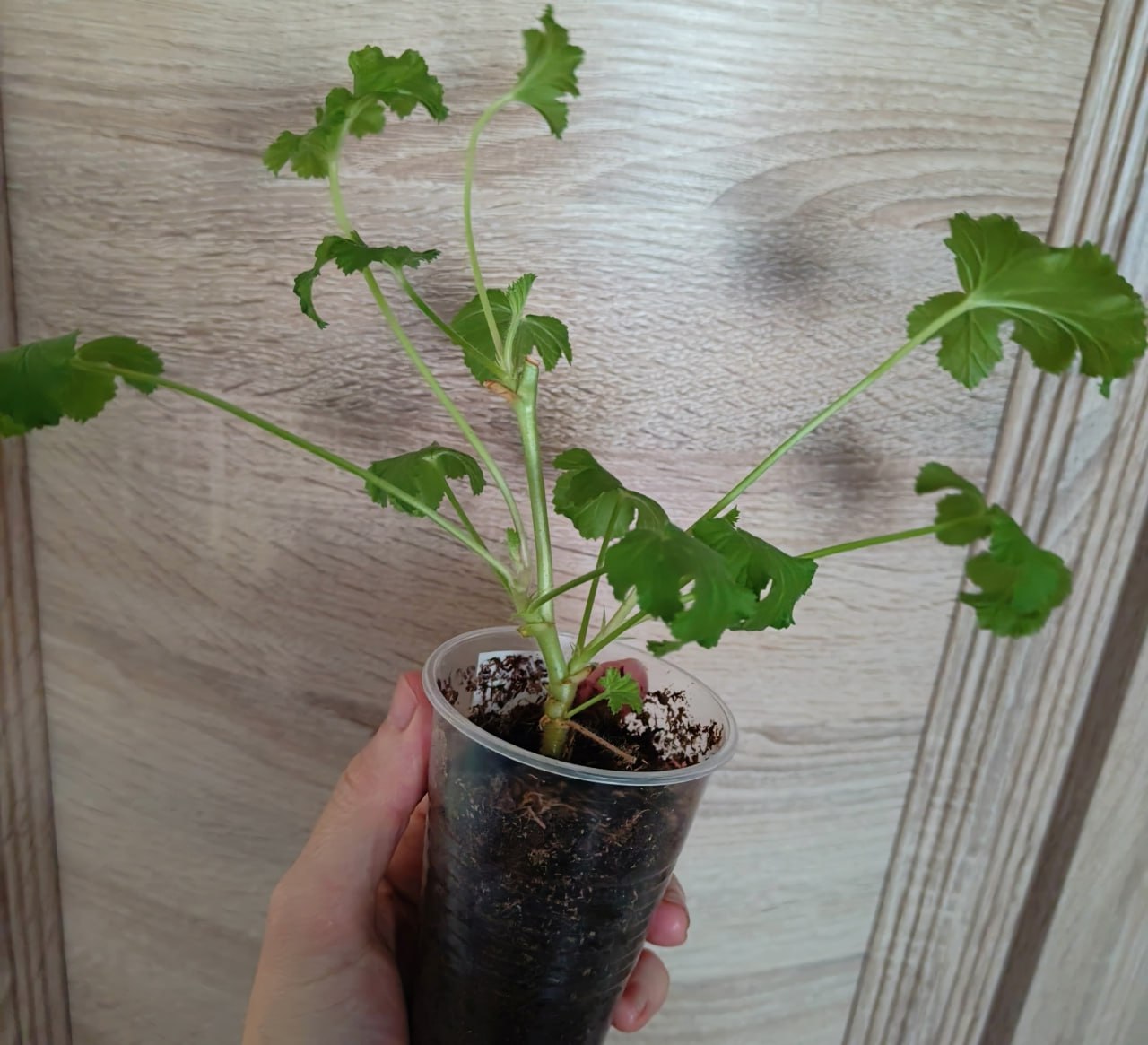 Душистые пеларгонии: укорененные черенки и кустики - частное объявление в Тольятти