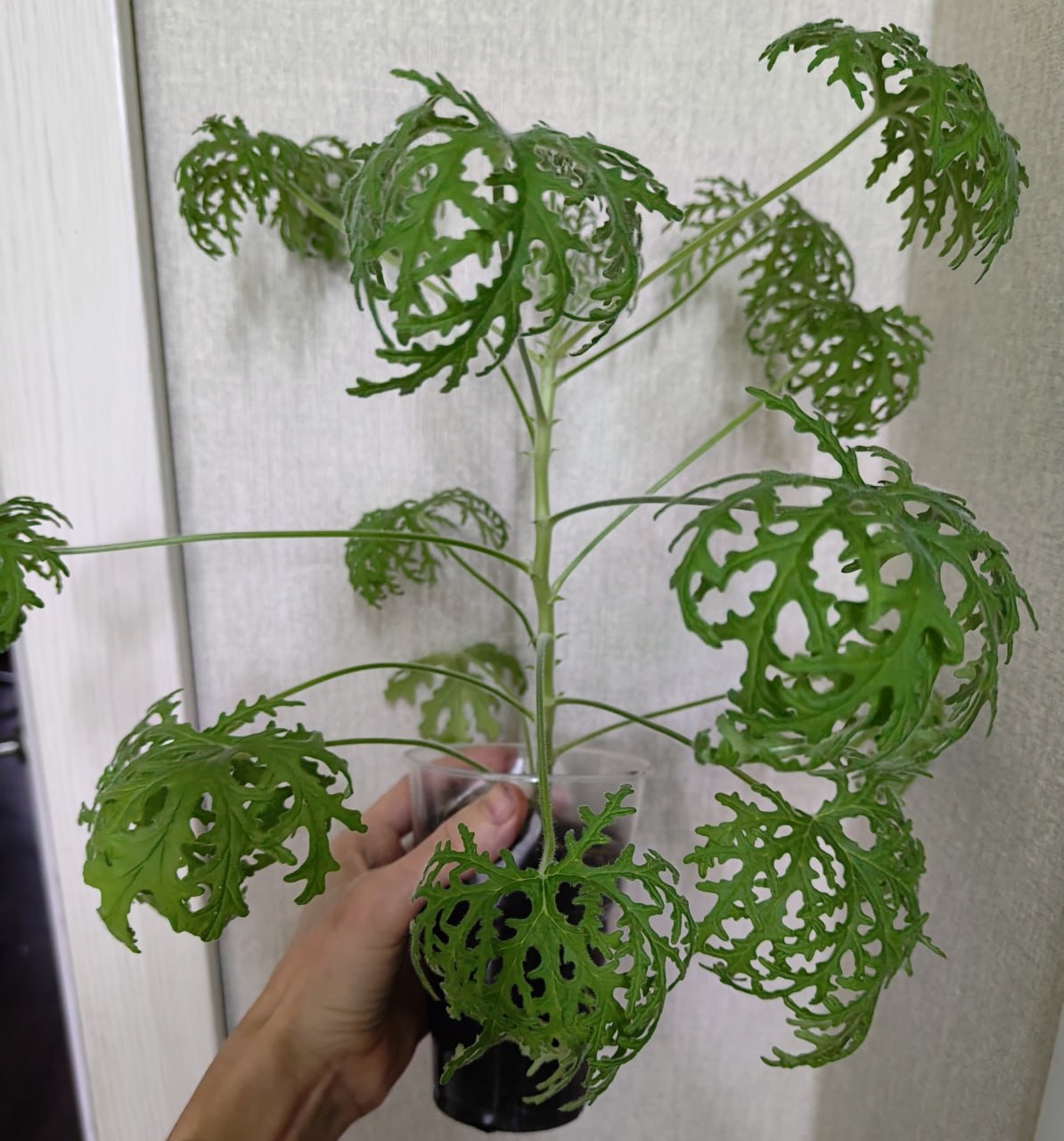 Душистые пеларгонии: укорененные черенки и кустики - Хобби и отдых в Тольятти - фото 3