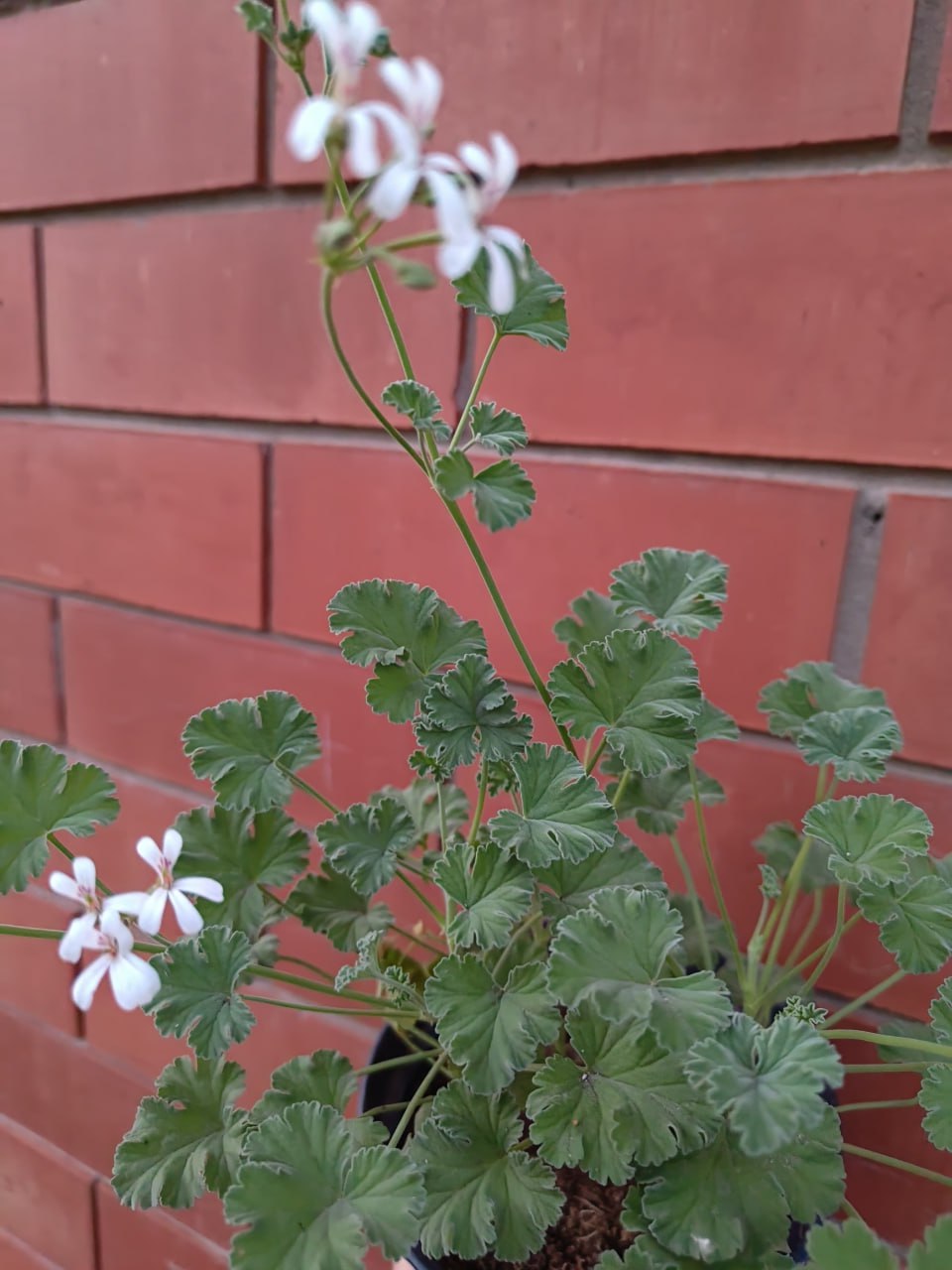 Душистые пеларгонии: укорененные черенки и кустики - Хобби и отдых в Тольятти - фото 4
