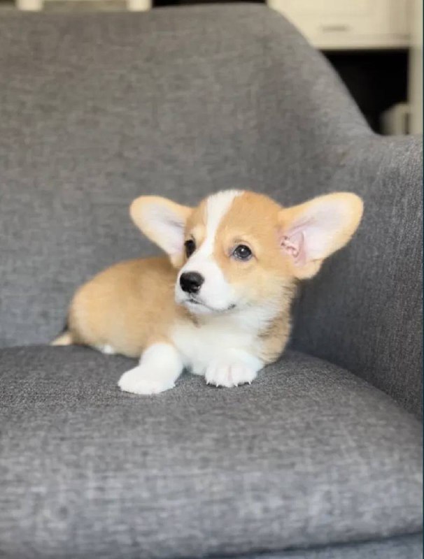 Продаются щенята корги - частное объявление в Тольятти