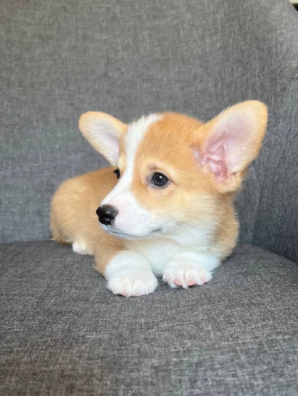 Продаются щенята корги - Животные в Тольятти - фото 3