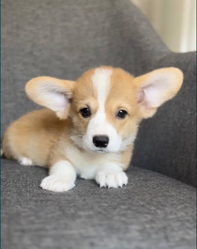 Продаются щенята корги - Животные в Тольятти - фото 4