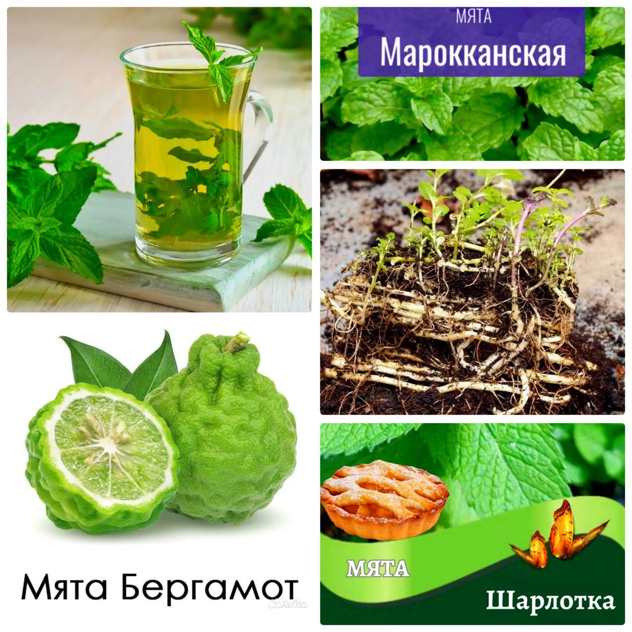 Мята сортовая с корнями - Хобби и отдых в Балашиха