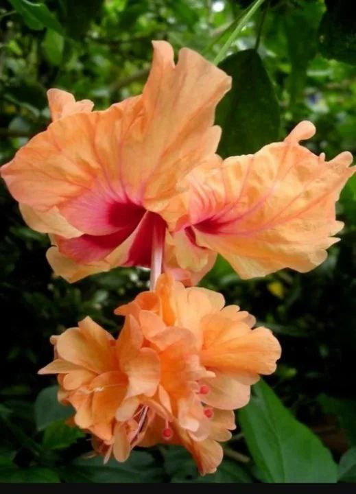 Гибискус Текила Санрайз - частное объявление в Подольск