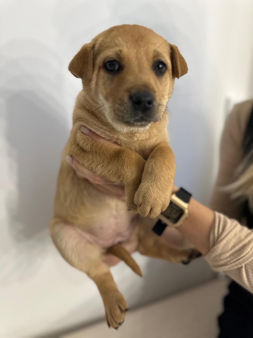 Щенки в добрые руки - частное объявление в Подольск