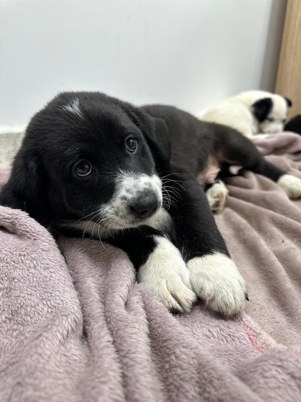 Щенки в добрые руки - Животные в Подольск - фото 3