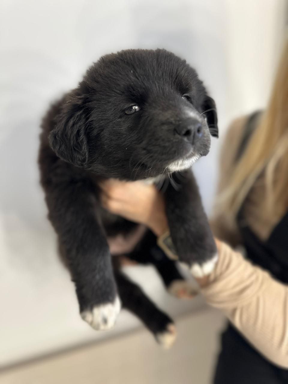 Щенки в добрые руки - Животные в Подольск - фото 4