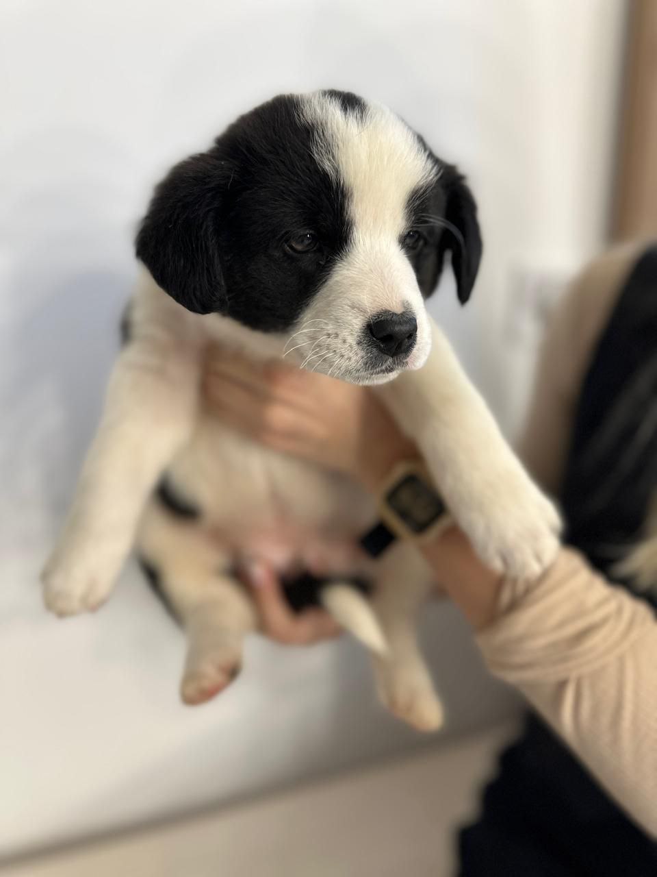 Щенки в добрые руки - Животные в Подольск - фото 5