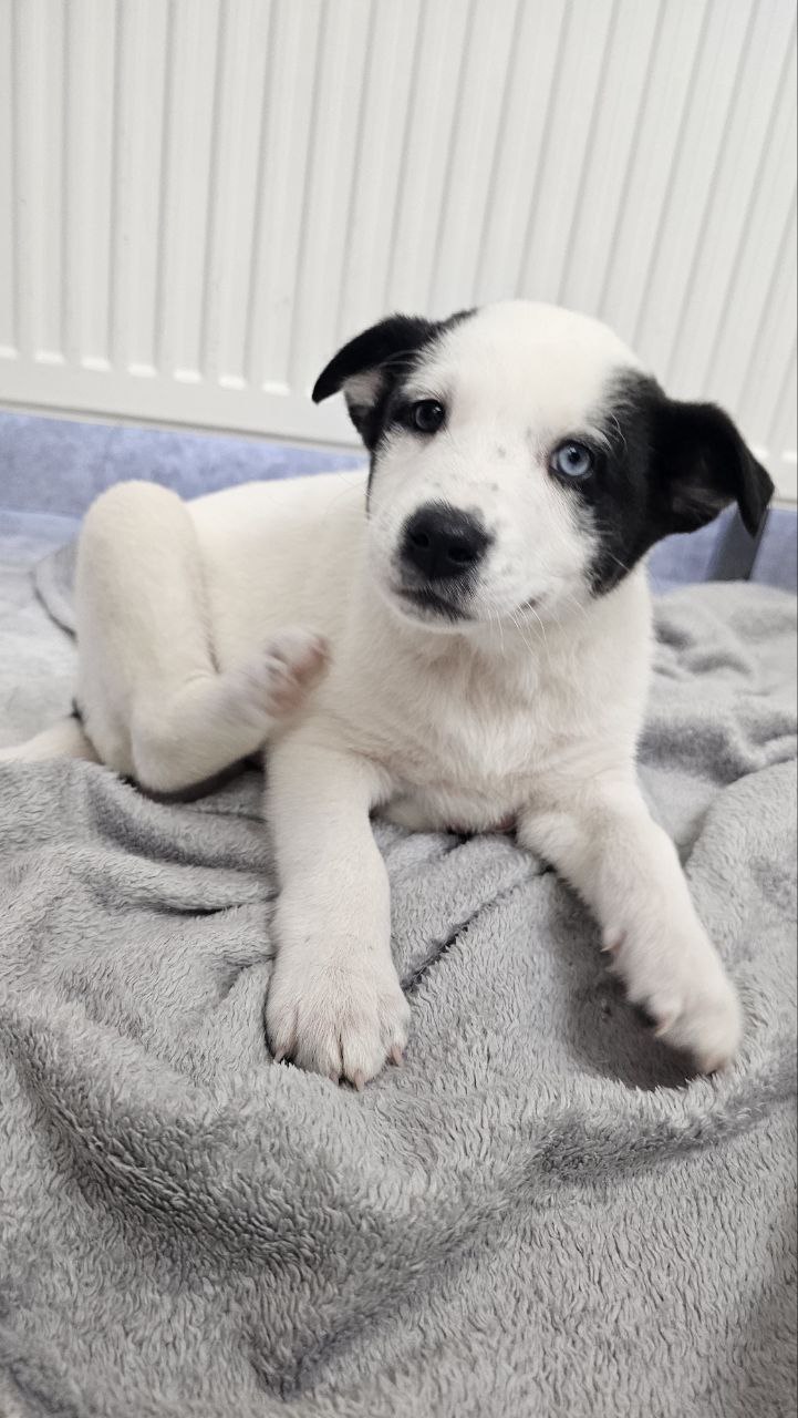 Щенки в добрые руки - Животные в Подольск - фото 6